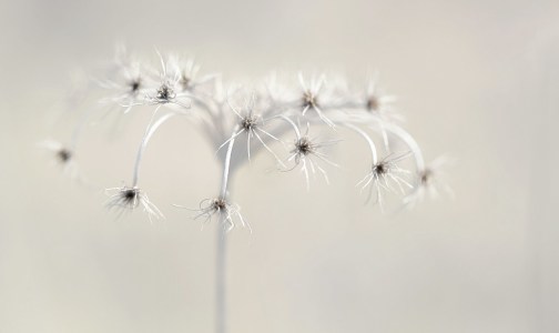 Bild-Nr: 10468980 Hauchzarte Natur Erstellt von: Renate Knapp