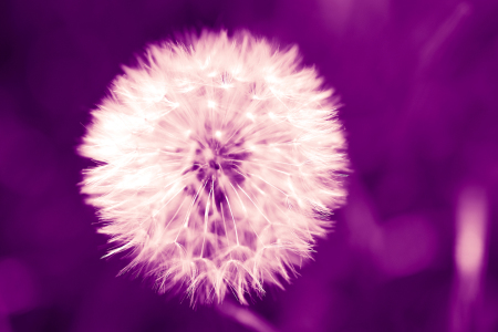 Bild-Nr: 10469516 Pusteblume violett Erstellt von: dresdner