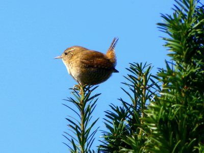 Bild-Nr: 10470894 Der schmetternd Singende Erstellt von: Ostfriese