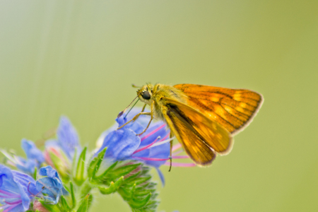 Bild-Nr: 10471814 Butterfly on Flowers 02 Erstellt von: Amino2012