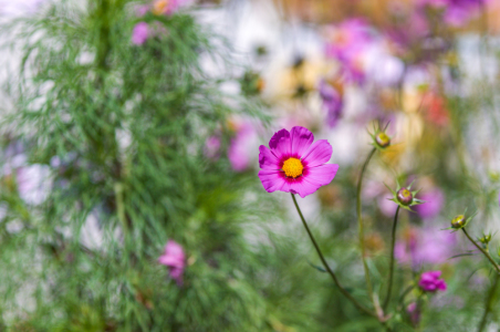 Bild-Nr: 10472346 Tirol Sommerblumen Erstellt von: wompus