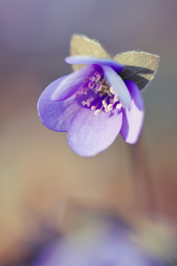 Bild-Nr: 10472788 Waldfrühling Erstellt von: Daniela Beyer