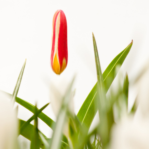 Bild-Nr: 10474758 Springtime #06 Erstellt von: MBuecker