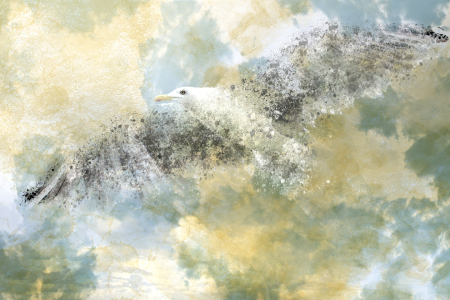 Bild-Nr: 10476002 Digital Art Seagull Erstellt von: Melanie Viola