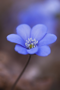 Bild-Nr: 10476004 frühlingsblau Erstellt von: Daniela Beyer