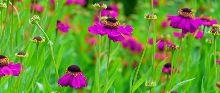 Bild-Nr: 10476204 Blumenwiese Erstellt von: Atteloi