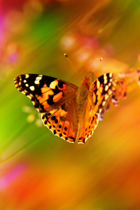 Bild-Nr: 10476358 Schmetterling Erstellt von: Atteloi