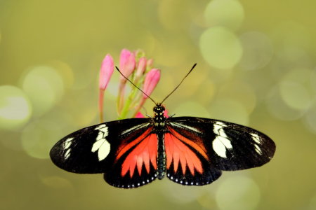 Bild-Nr: 10477000 Schmetterling Erstellt von: Heike  Hultsch