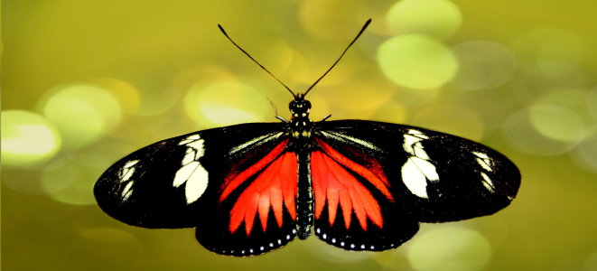 Bild-Nr: 10477040 Panoramabild Schmetterling Erstellt von: Heike Hultsch