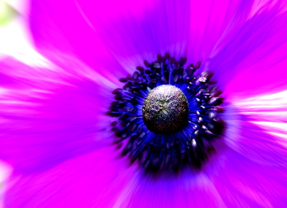 Bild-Nr: 10479318 * Art * Anemone Erstellt von: GUGIGEI