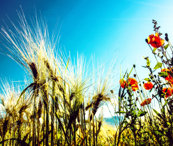 Bild-Nr: 10479414 Mohnblumen Erstellt von: wompus