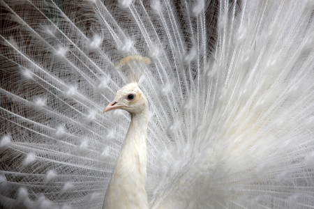 Bild-Nr: 10480394 weißer Pfau Erstellt von: Marcel Schauer