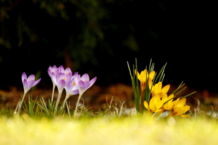 Bild-Nr: 10483610 Krokus Erstellt von: fotoping