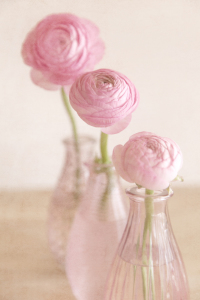 Bild-Nr: 10483612 Three Ranunculus Erstellt von: mexi-photos
