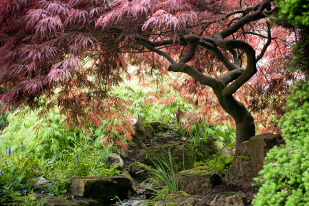 Bild-Nr: 10484804 Japanischer Garten Erstellt von: MBuecker