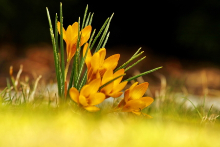 Bild-Nr: 10486892 Krokus Erstellt von: fotoping