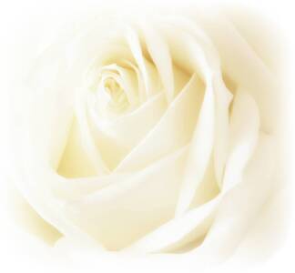Bild-Nr: 10487946 romantik rose Erstellt von: Caras