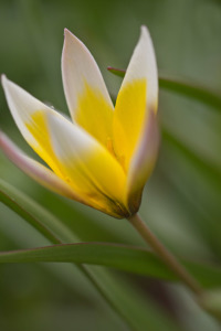 Bild-Nr: 10489532 kleine Tulpen Erstellt von: Stephanie Stephanie Dannecker