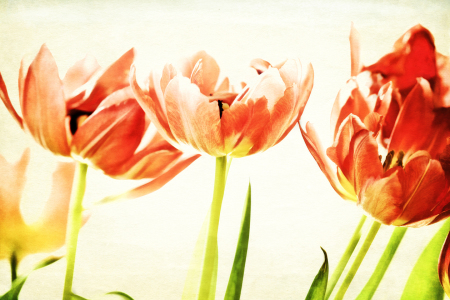 Bild-Nr: 10491530 Tulpen Erstellt von: Timo Geble