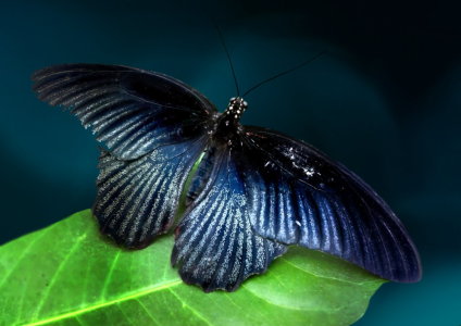 Bild-Nr: 10491686 Exotischer Schmetterling Erstellt von: Heike Hultsch