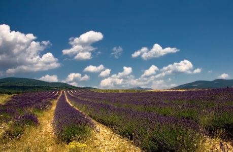 Bild-Nr: 10493611 lavendelfeld -valensole Erstellt von: rokla