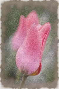 Bild-Nr: 10494869 Tulpen malerisch Erstellt von: herbi79