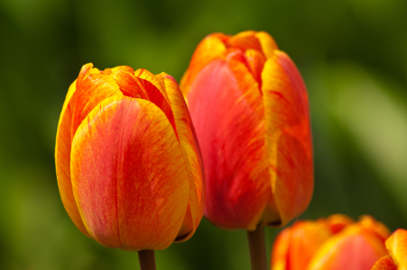 Bild-Nr: 10495529 Bunter Frühling Erstellt von: Anja Schäfer