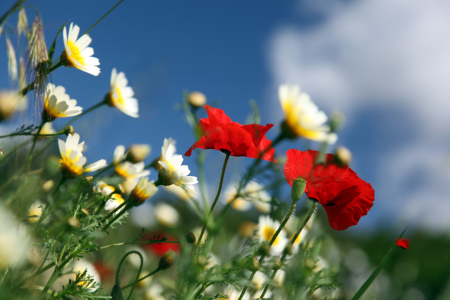 Bild-Nr: 10496013 Mohnblumen Erstellt von: Renate Knapp