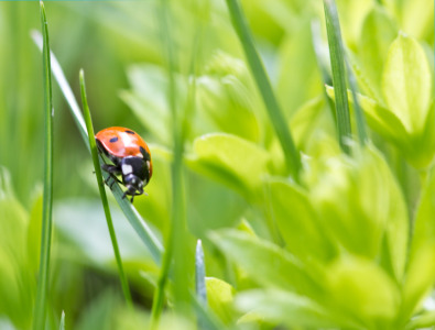 Bild-Nr: 10497215 kleiner Käfer Erstellt von: Stephanie Stephanie Dannecker