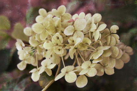Bild-Nr: 10497641 Hortensie Erstellt von: Alex72