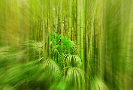 Bild-Nr: 10497981 Bambus-Zoom Erstellt von: GUGIGEI