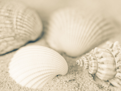 Bild-Nr: 10498311 Strandschätze Erstellt von: MBuecker