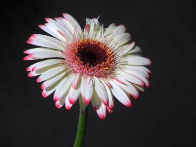 Bild-Nr: 10499493 Gerbera Erstellt von: Renate Knapp