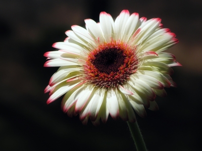 Bild-Nr: 10499499 Gerbera Erstellt von: Renate Knapp