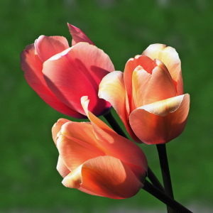 Bild-Nr: 10499807 Tulpen Erstellt von: ChP