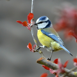 Bild-Nr: 10500059 Blüten alle weg Erstellt von: Ostfriese