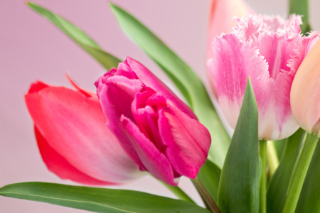 Bild-Nr: 10505423 Tulpenfrühling Erstellt von: Stephanie Stephanie Dannecker
