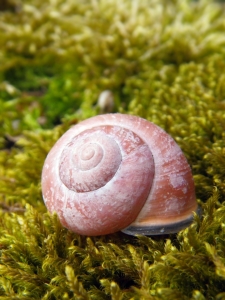 Bild-Nr: 10507197 snail shell Erstellt von: PaulaPanther