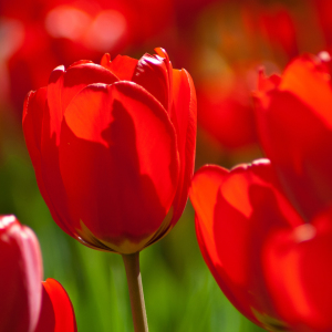 Bild-Nr: 10509323 rote Tulpen in der Sonne Erstellt von: Anja Schäfer