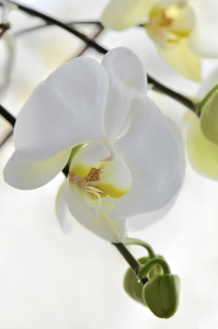 Bild-Nr: 10509895 Orchidee Erstellt von: Atteloi