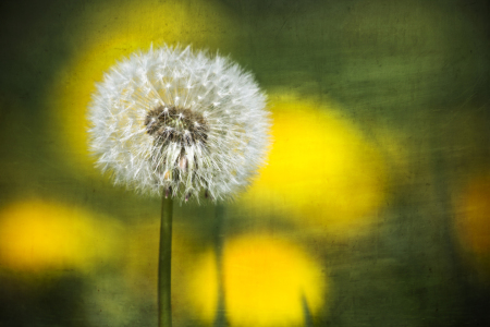 Bild-Nr: 10509931 Pusteblume Erstellt von: Timo Geble