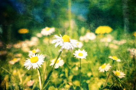 Bild-Nr: 10509959 Blumenwiese Erstellt von: Timo Geble