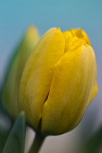 Bild-Nr: 10512111 gelbe Tulpen Erstellt von: Stephanie Stephanie Dannecker