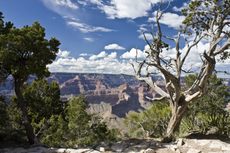 Bild-Nr: 10515737 Tree at Grand Canyon Erstellt von: SLSepp