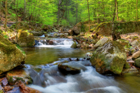 Bild-Nr: 10517237 Spring Forest Erstellt von: Steffen Gierok