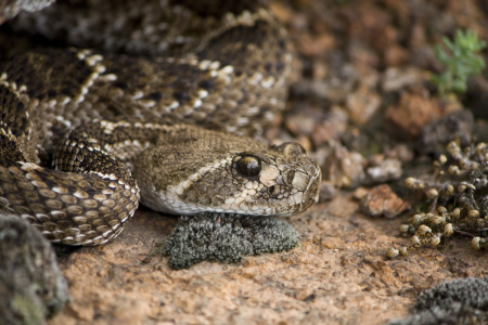 Bild-Nr: 10518143 Rattle Snake Erstellt von: SLSepp