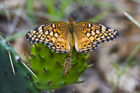 Bild-Nr: 10518145 Nachwuchsproduktion bei Schmetterlings Erstellt von: SLSepp