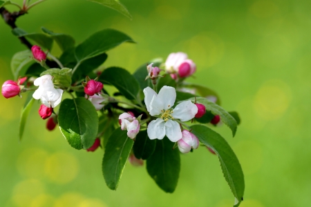Bild-Nr: 10518209 Apple Blossoms Erstellt von: youhaveadream