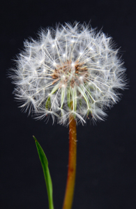 Bild-Nr: 10519797 Pusteblume Erstellt von: birdy