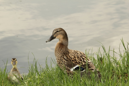Bild-Nr: 10520575 Ente mit ihrem Kücken Erstellt von: mister-r